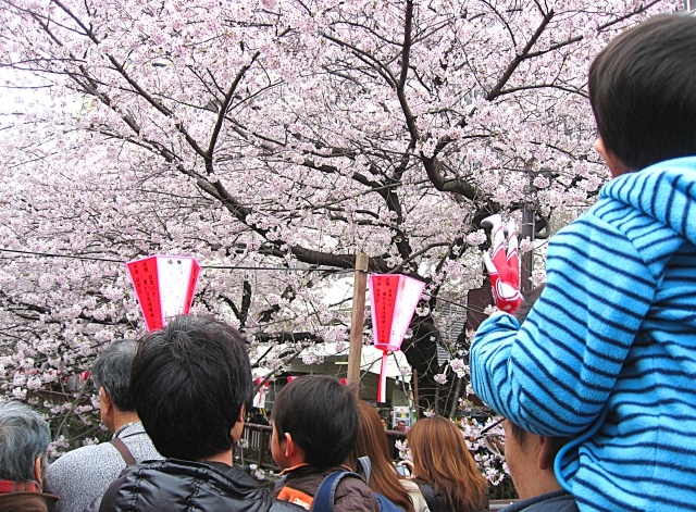 【最新版※2/17更新！】2025年大阪の桜開花予想！早咲きスポットとお花見スポットを徹底ガイド